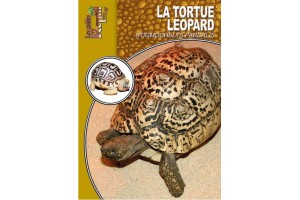La tortue léopard - Guide Reptilmag